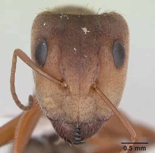 Camponotus crispulus specimen CASENT0173408 image casent0173408_2