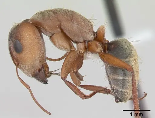 Camponotus crispulus specimen CASENT0173408 image casent0173408_3