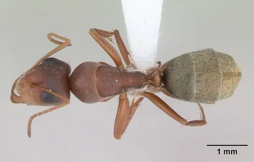 Camponotus crispulus specimen CASENT0173409 image casent0173409_1