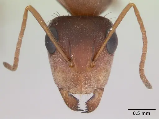 Camponotus crispulus specimen CASENT0173409 image casent0173409_2