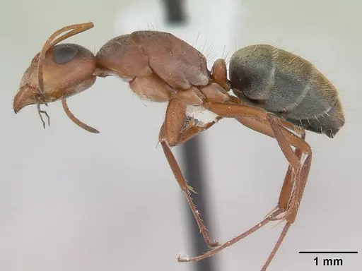 Camponotus crispulus specimen CASENT0173409 image casent0173409_3