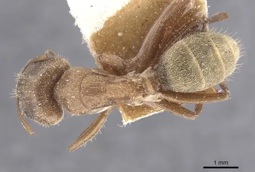 Camponotus crispulus specimen CASENT0911674 image casent0911674_1