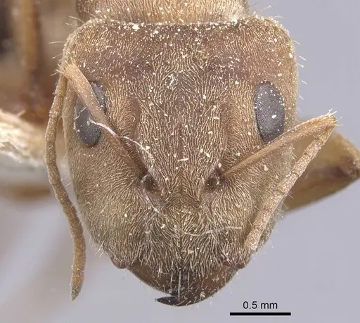 Camponotus crispulus specimen CASENT0911674 image casent0911674_2