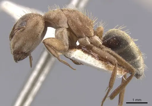 Camponotus crispulus specimen CASENT0911674 image casent0911674_3