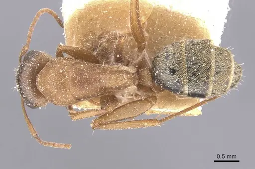 Camponotus crispulus specimen CASENT0911675 image casent0911675_1