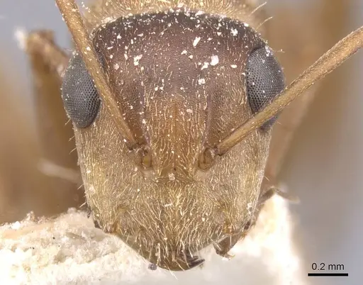 Camponotus crispulus specimen CASENT0911675 image casent0911675_2