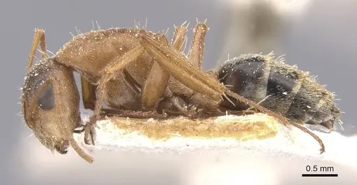 Camponotus crispulus specimen CASENT0911675 image casent0911675_3