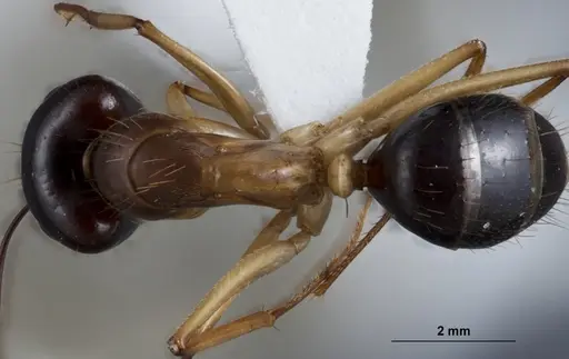 Camponotus crozieri specimen ANTWEB1041383 image antweb1041383_1