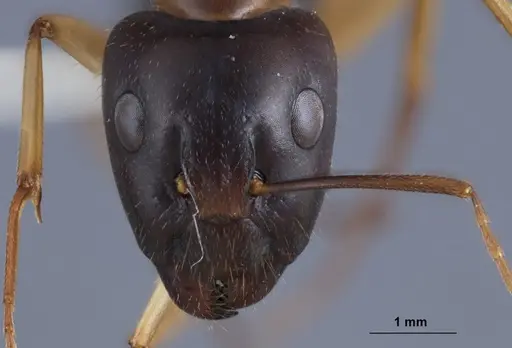 Camponotus crozieri specimen ANTWEB1041383 image antweb1041383_2