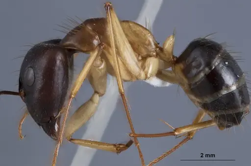 Camponotus crozieri specimen ANTWEB1041383 image antweb1041383_3