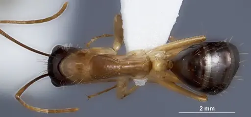 Camponotus crozieri specimen ANTWEB1041384 image antweb1041384_1