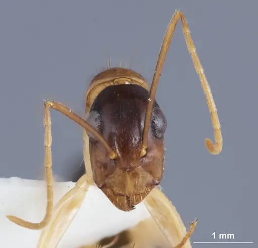 Camponotus crozieri specimen ANTWEB1041384 image antweb1041384_2