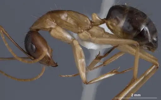 Camponotus crozieri specimen ANTWEB1041384 image antweb1041384_3