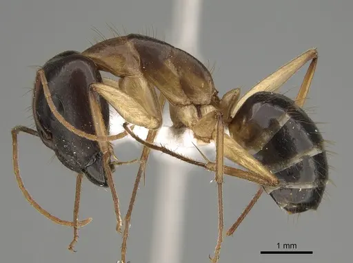 Camponotus crozieri specimen CASENT0887736 image casent0887736_1