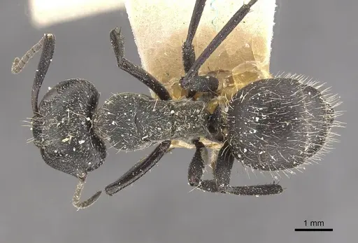 Camponotus crucheti specimen CASENT0910469 image casent0910469_1