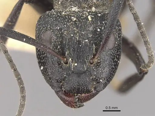 Camponotus crucheti specimen CASENT0910469 image casent0910469_2