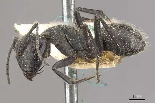 Camponotus crucheti specimen CASENT0910469 image casent0910469_3