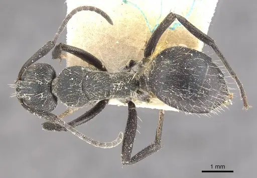 Camponotus crucheti specimen CASENT0910470 image casent0910470_1