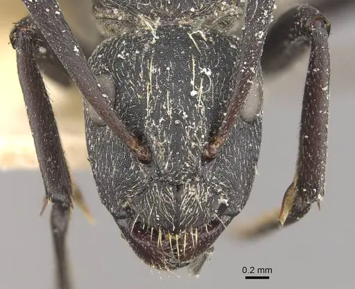 Camponotus crucheti specimen CASENT0910470 image casent0910470_2