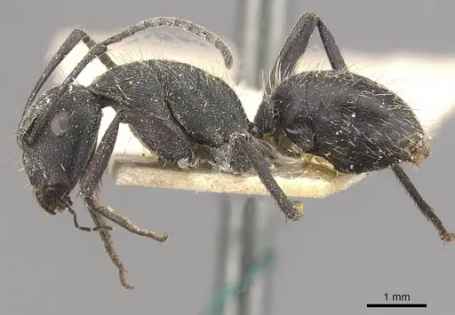 Camponotus crucheti specimen CASENT0910470 image casent0910470_3
