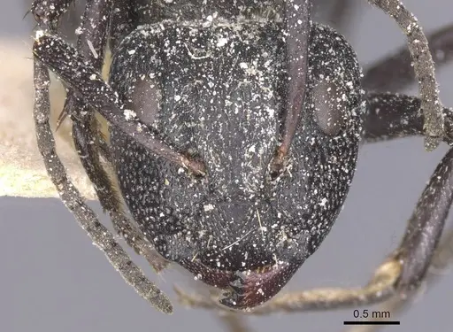 Camponotus crucheti specimen CASENT0911832 image casent0911832_2