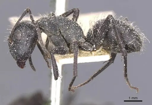 Camponotus crucheti specimen CASENT0911832 image casent0911832_3