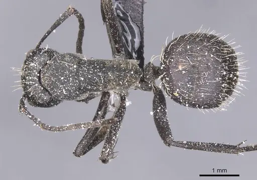 Camponotus crucheti specimen CASENT0911833 image casent0911833_1