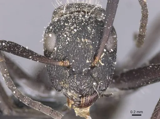 Camponotus crucheti specimen CASENT0911833 image casent0911833_2