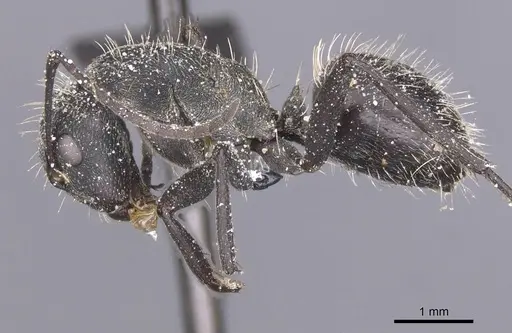 Camponotus crucheti specimen CASENT0911833 image casent0911833_3
