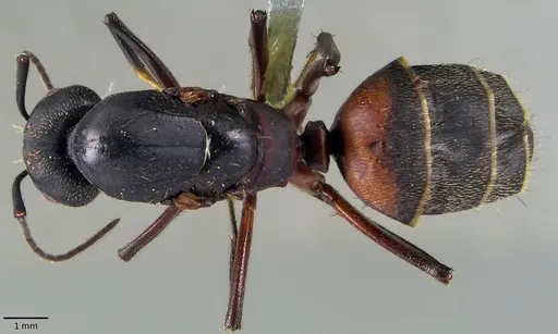 Camponotus cruentatus specimen ANTWEB1041839 image antweb1041839_1