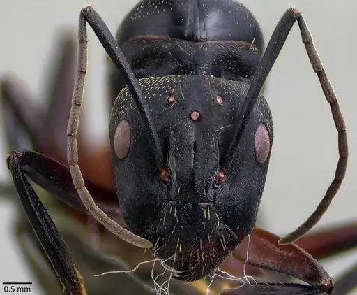 Camponotus cruentatus specimen ANTWEB1041839 image antweb1041839_2