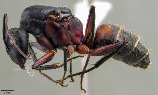Camponotus cruentatus specimen ANTWEB1041839 image antweb1041839_3