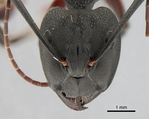 Camponotus cruentatus specimen CASENT0882009 image casent0882009_1