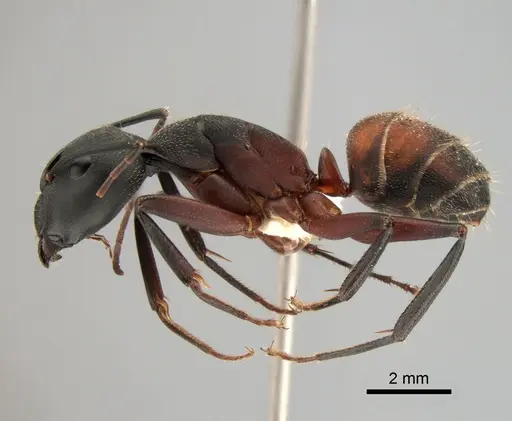 Camponotus cruentatus specimen CASENT0882009 image casent0882009_2