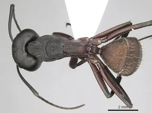 Camponotus cruentatus specimen CASENT0906066 image casent0906066_1