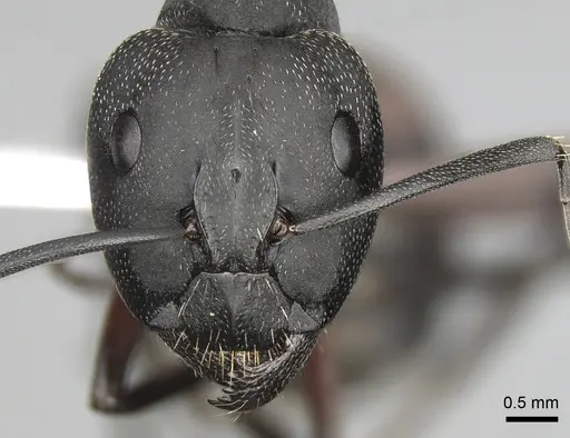 Camponotus cruentatus specimen CASENT0906066 image casent0906066_2