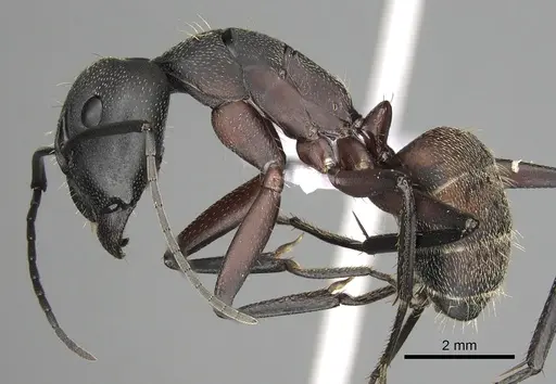 Camponotus cruentatus specimen CASENT0906066 image casent0906066_3