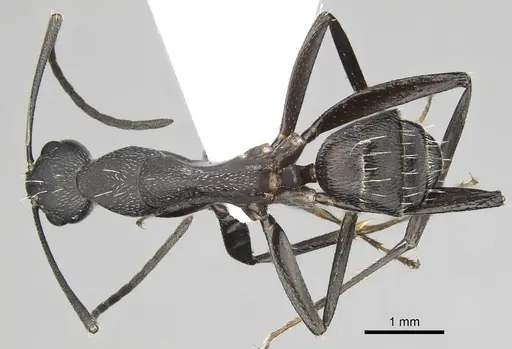 Camponotus cruentatus specimen CASENT0906067 image casent0906067_1