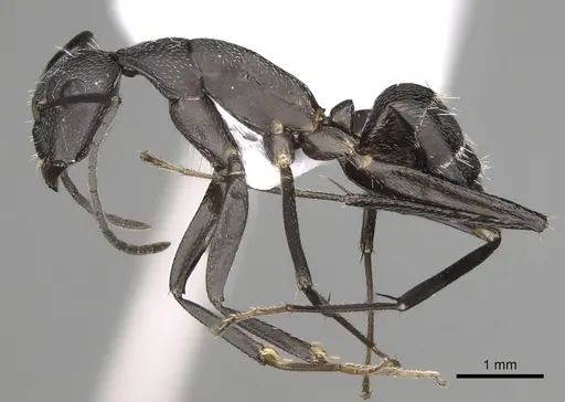 Camponotus cruentatus specimen CASENT0906067 image casent0906067_3