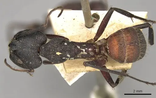 Camponotus cruentatus specimen CASENT0906990 image casent0906990_1