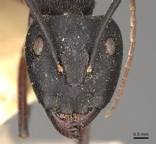 Camponotus cruentatus specimen CASENT0906990 image casent0906990_2