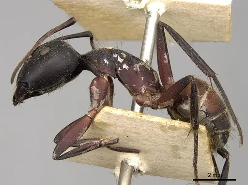 Camponotus cruentatus specimen CASENT0906990 image casent0906990_3