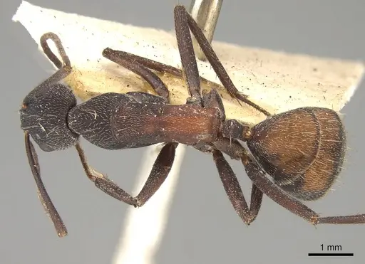 Camponotus cruentatus specimen CASENT0906991 image casent0906991_1