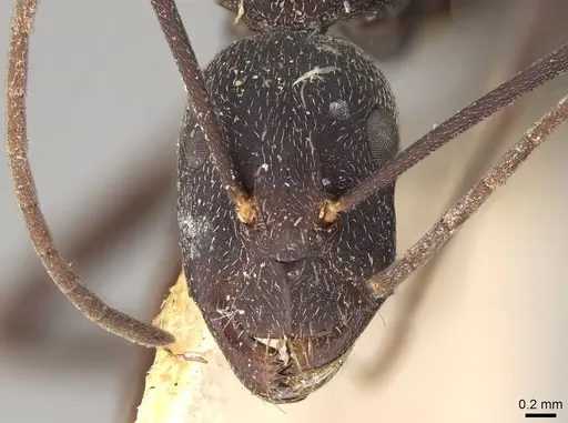 Camponotus cruentatus specimen CASENT0906991 image casent0906991_2