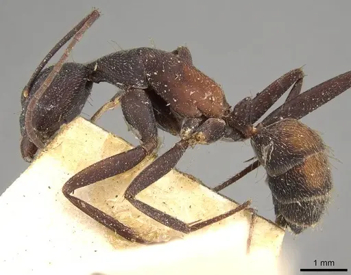 Camponotus cruentatus specimen CASENT0906991 image casent0906991_3