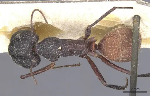 Camponotus cruentatus specimen CASENT0911763 image casent0911763_1