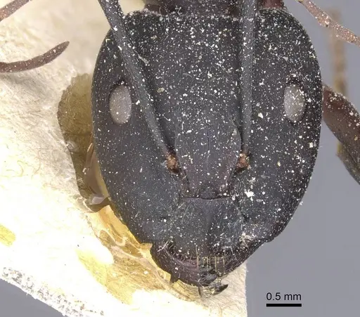 Camponotus cruentatus specimen CASENT0911763 image casent0911763_2