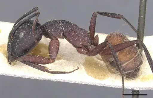 Camponotus cruentatus specimen CASENT0911763 image casent0911763_3