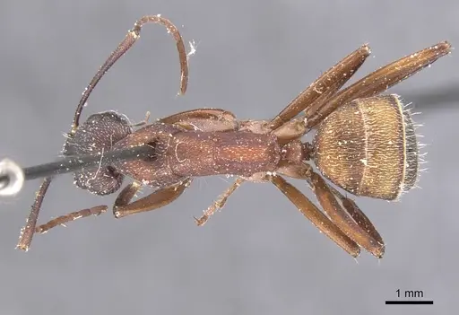 Camponotus cruentatus specimen CASENT0911764 image casent0911764_1