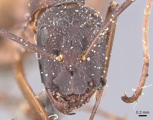Camponotus cruentatus specimen CASENT0911764 image casent0911764_2